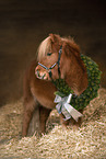 Miniature Shetland Pony