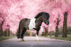 Mini Shetland Pony
