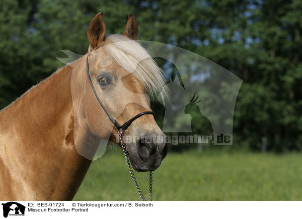 Missouri Foxtrotter Portrait / BES-01724