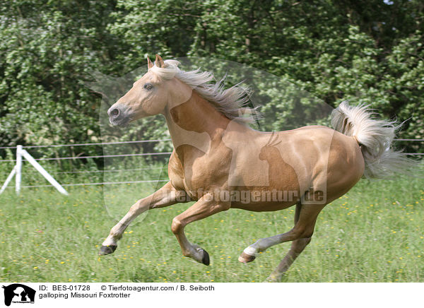 galoppierender Missouri Foxtrotter / galloping Missouri Foxtrotter / BES-01728