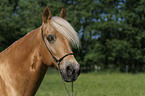 Missouri Foxtrotter Portrait