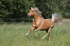 galloping Missouri Foxtrotter