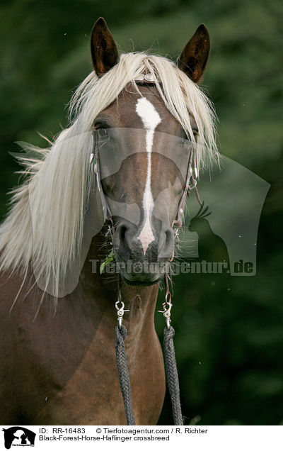 Schwarzwlder-Haflinger / Black-Forest-Horse-Haflinger crossbreed / RR-16483