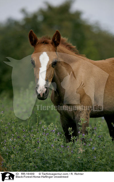 Black-Forest-Horse-Haflinger crossbreed / RR-16489
