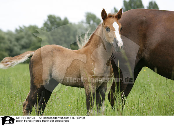 Black-Forest-Horse-Haflinger crossbreed / RR-16498