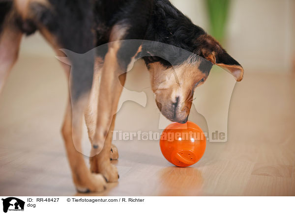 Hund / dog / RR-48427