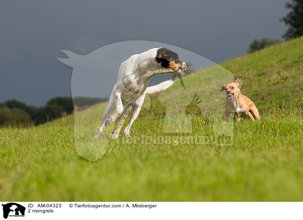 2 Mischlinge / 2 mongrels / AM-04323