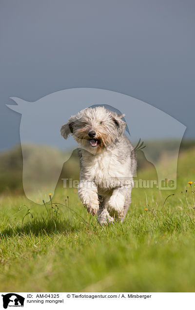rennender Mischling / running mongrel / AM-04325