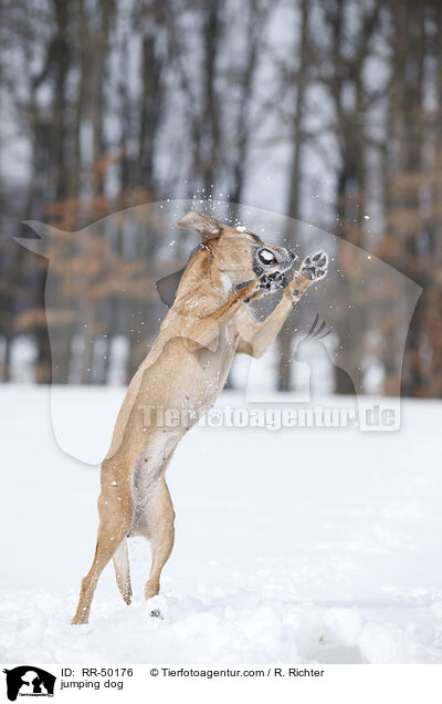 springender Hund / jumping dog / RR-50176