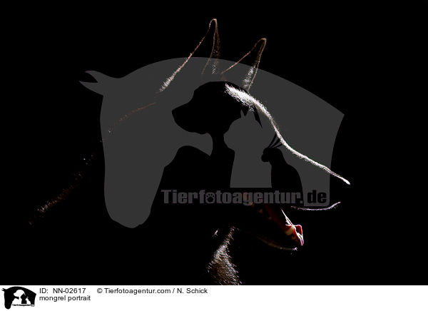 mongrel portrait / NN-02617