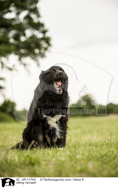 sitzender Mischling / sitting mongrel / AP-11765