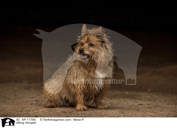 sitzender Mischling / sitting mongrel / AP-11788