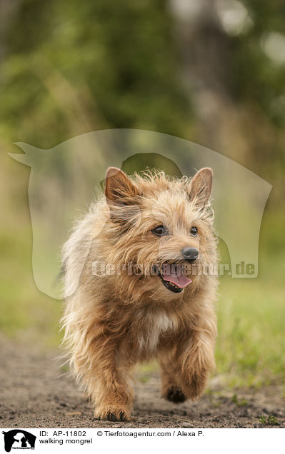 laufender Mischling / walking mongrel / AP-11802
