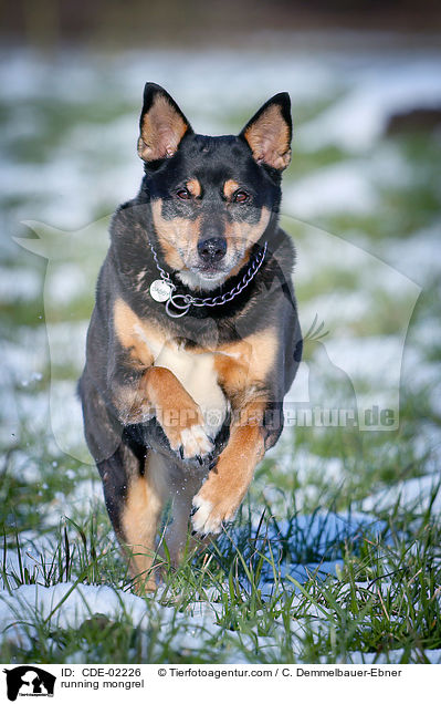 rennender Mischling / running mongrel / CDE-02226