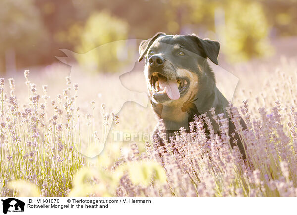 Rottweilermischling in der Heide / Rottweiler Mongrel in the heathland / VH-01070