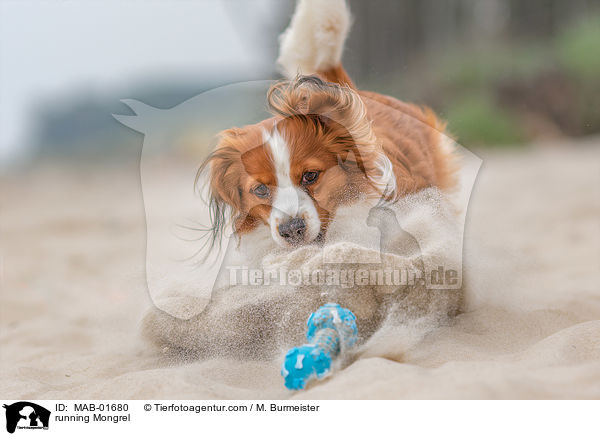 rennender Mischling / running Mongrel / MAB-01680