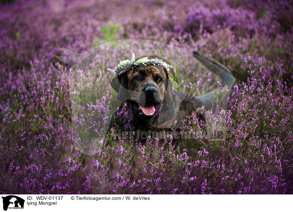 liegender Mischling / lying Mongrel / WDV-01137