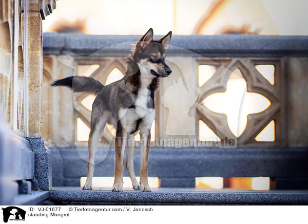 stehender Mischling / standing Mongrel / VJ-01677