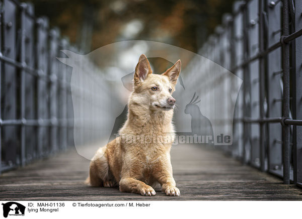 liegender Mischling / lying Mongrel / MAH-01136