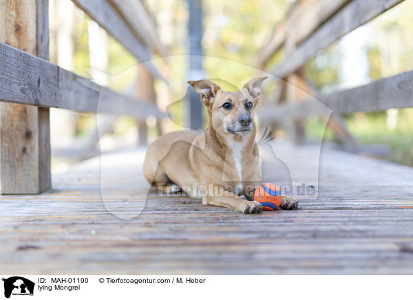 liegender Mischling / lying Mongrel / MAH-01190