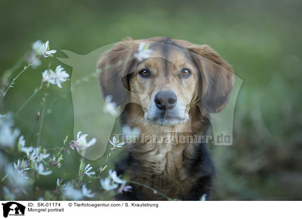 Mischling Portrait / Mongrel portrait / SK-01174