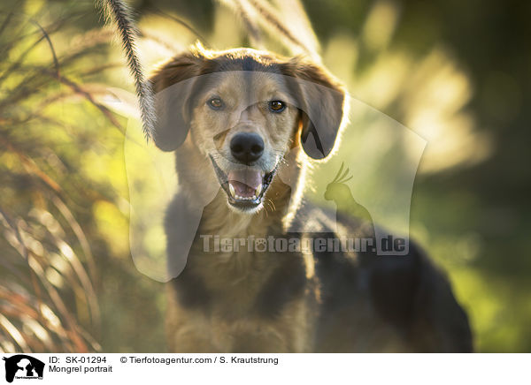 Mischling Portrait / Mongrel portrait / SK-01294
