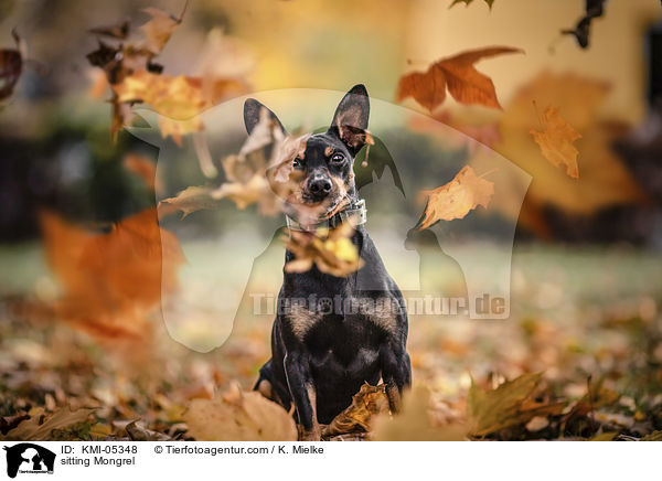 sitzender Mischling / sitting Mongrel / KMI-05348