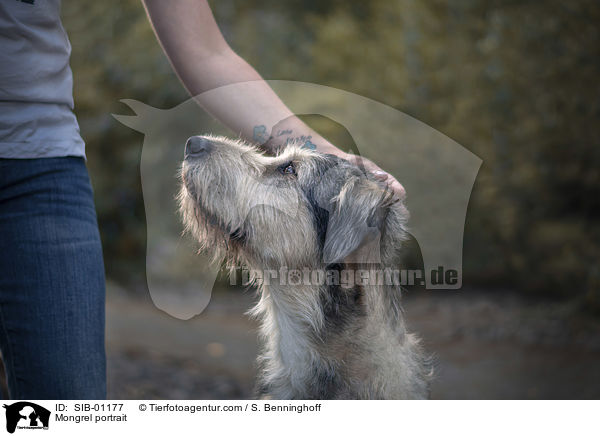 Mischling Portrait / Mongrel portrait / SIB-01177