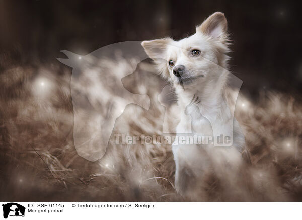 Mischling Portrait / Mongrel portrait / SSE-01145