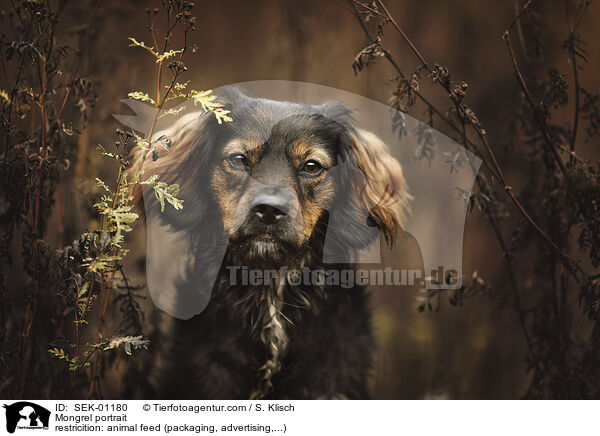 Mischling Portrait / Mongrel portrait / SEK-01180