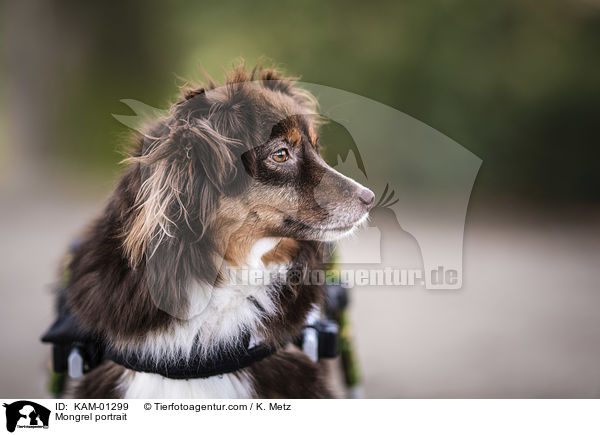 Mischling Portrait / Mongrel portrait / KAM-01299