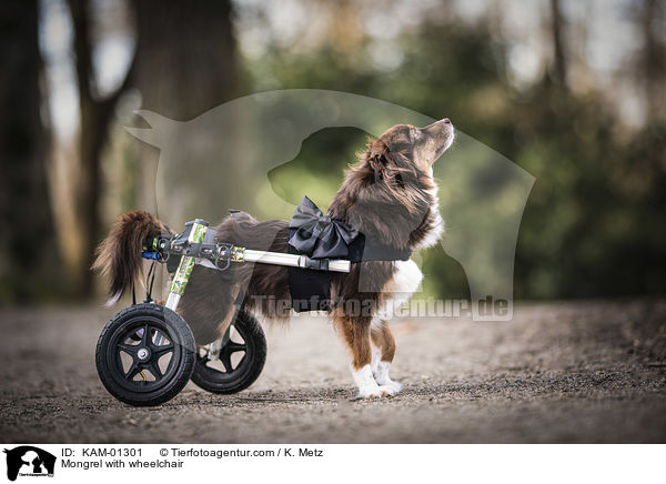 Mischling mit Rollstuhl / Mongrel with wheelchair / KAM-01301