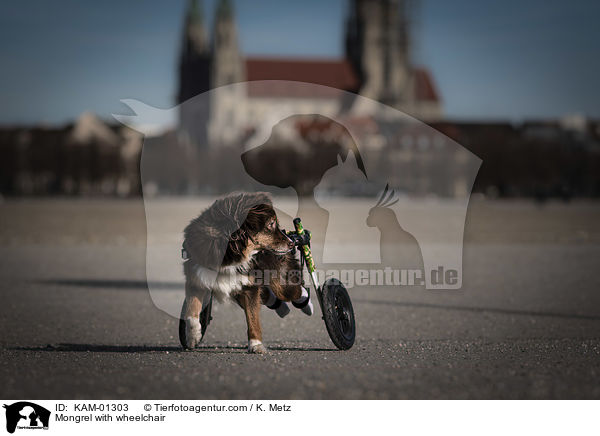 Mischling mit Rollstuhl / Mongrel with wheelchair / KAM-01303