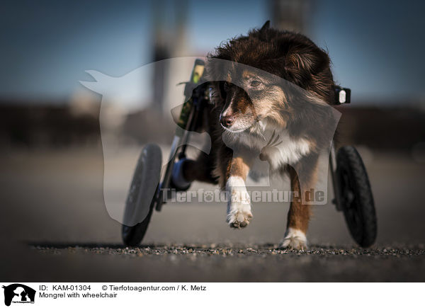Mischling mit Rollstuhl / Mongrel with wheelchair / KAM-01304