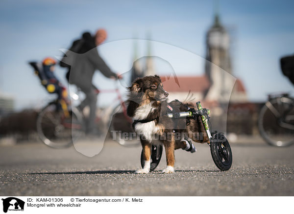 Mischling mit Rollstuhl / Mongrel with wheelchair / KAM-01306