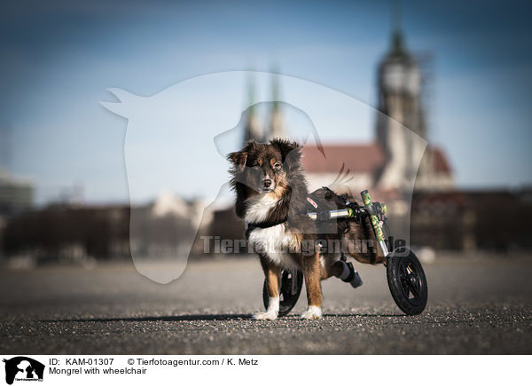 Mischling mit Rollstuhl / Mongrel with wheelchair / KAM-01307