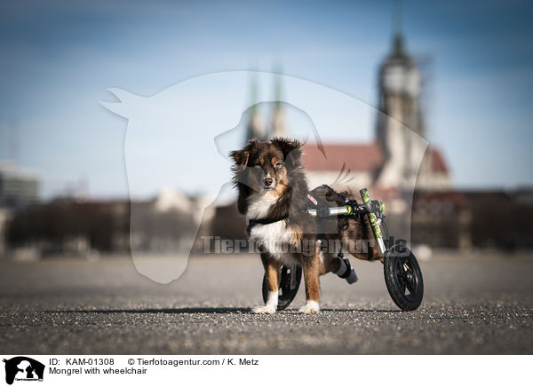 Mongrel with wheelchair / KAM-01308
