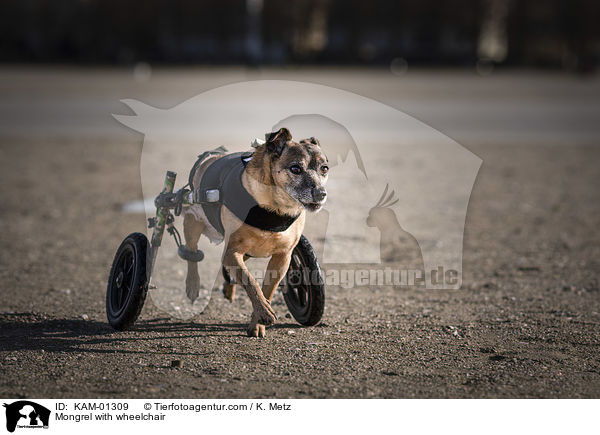Mongrel with wheelchair / KAM-01309