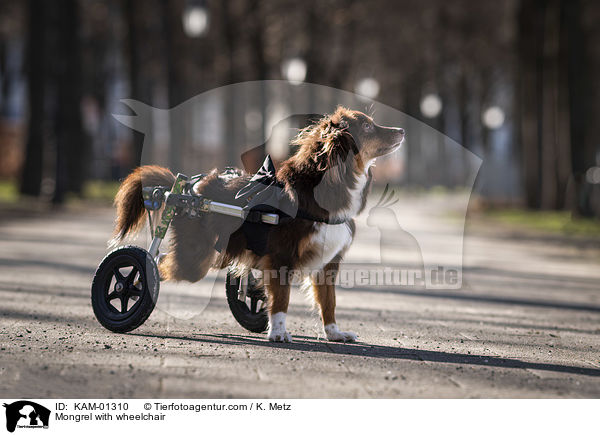 Mischling mit Rollstuhl / Mongrel with wheelchair / KAM-01310