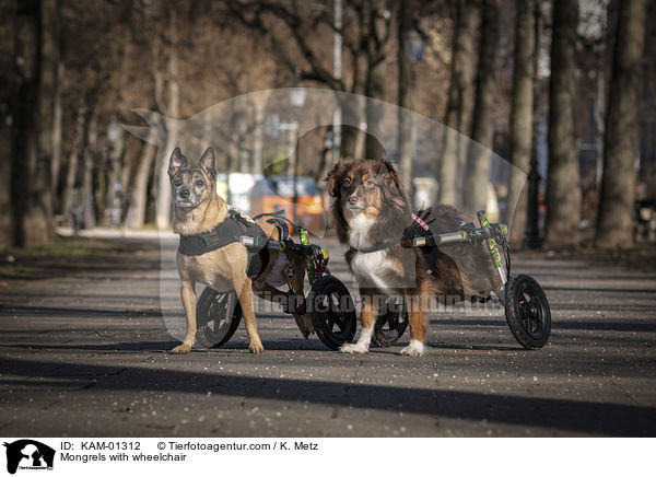 Mischlinge mit Rollstuhl / Mongrels with wheelchair / KAM-01312