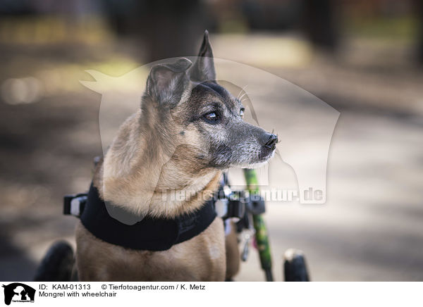 Mongrel with wheelchair / KAM-01313