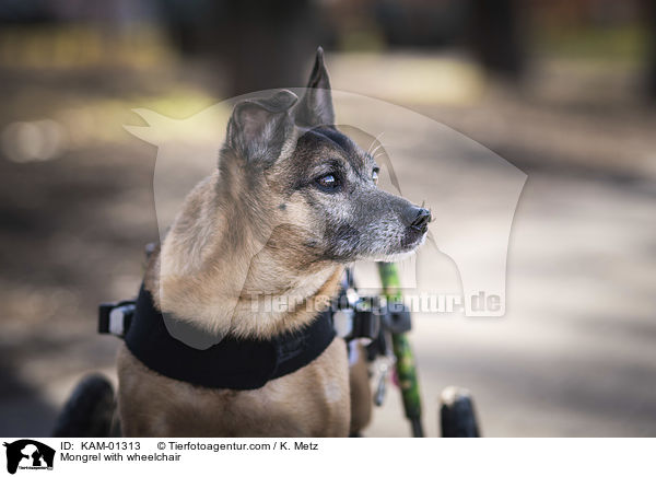 Mischling mit Rollstuhl / Mongrel with wheelchair / KAM-01313