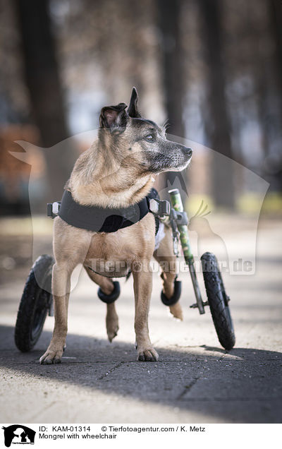 Mischling mit Rollstuhl / Mongrel with wheelchair / KAM-01314