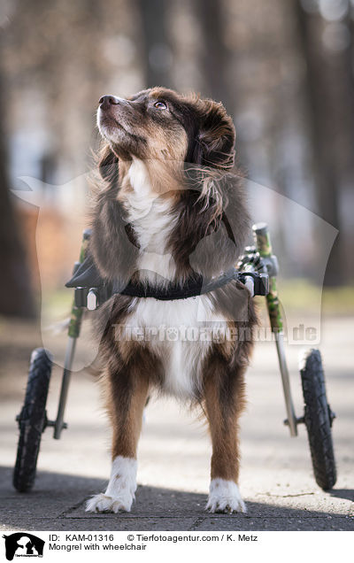 Mischling mit Rollstuhl / Mongrel with wheelchair / KAM-01316