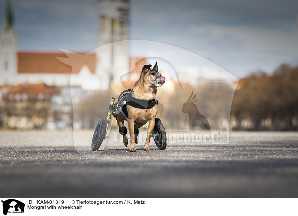 Mischling mit Rollstuhl / Mongrel with wheelchair / KAM-01319