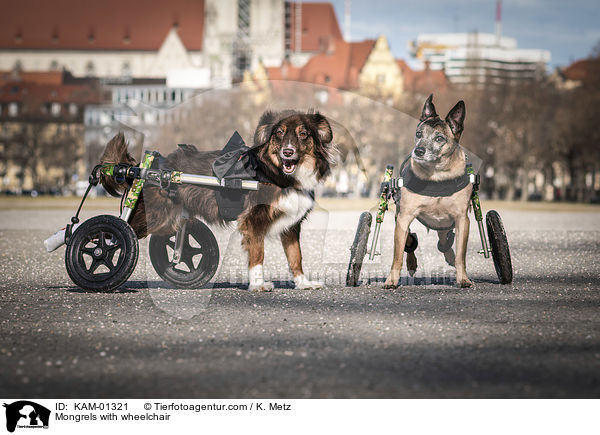 Mischlinge mit Rollstuhl / Mongrels with wheelchair / KAM-01321