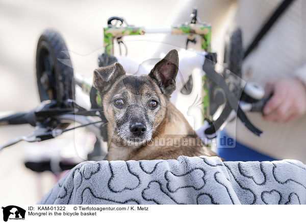 Mischling im Fahrradkorb / Mongrel in the bicycle basket / KAM-01322