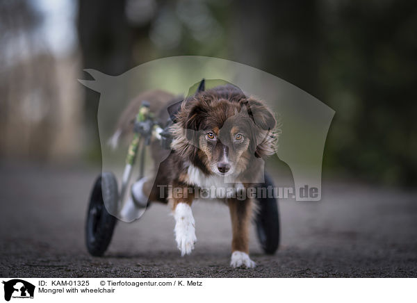 Mischling mit Rollstuhl / Mongrel with wheelchair / KAM-01325