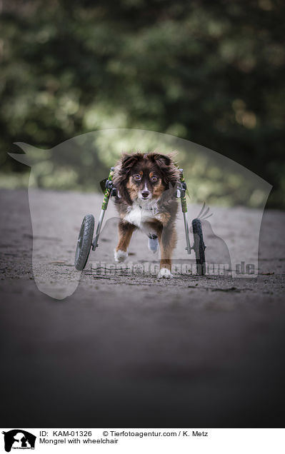 Mischling mit Rollstuhl / Mongrel with wheelchair / KAM-01326