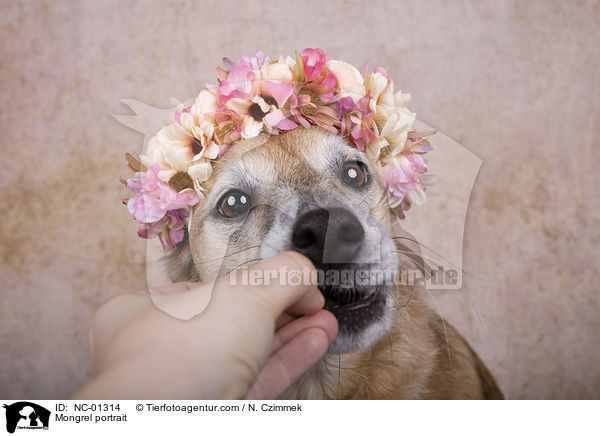 Mischling Portrait / Mongrel portrait / NC-01314